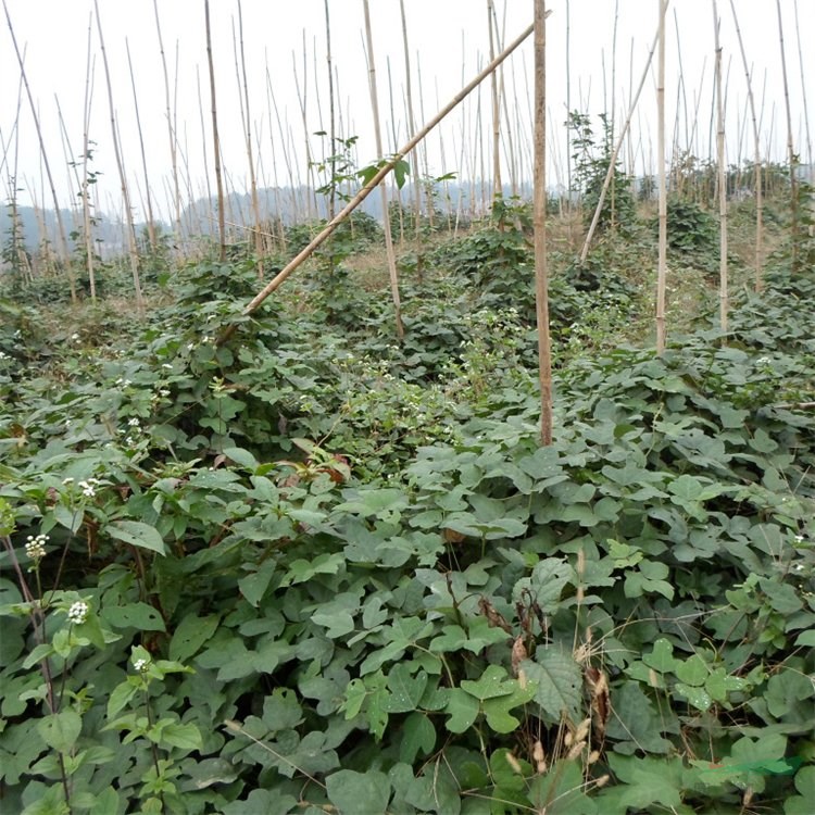 苗圃出售葛藤 庭院別墅墻體造景苗 園林綠化爬藤植物工程苗