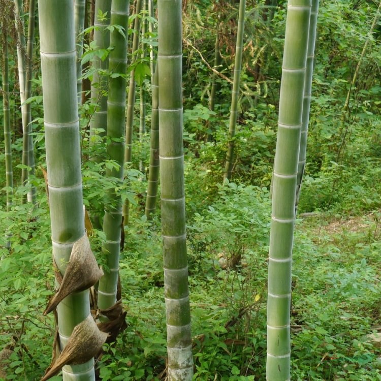 基地竹子毛竹樹庭院綠化木原生葉小四季景觀早院竹地栽