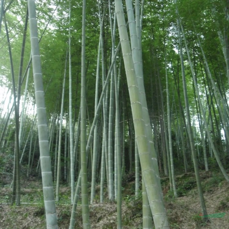 基地竹子毛竹樹庭院綠化木原生葉小四季景觀早院竹地栽