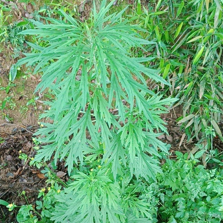 苗圃出售益母草 庭院栽培綠化觀賞苗 道路園林造景花卉