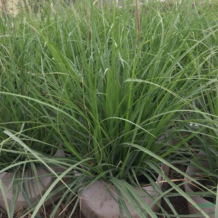 苗圃出售金紅羽狼尾草 小區(qū)園林綠化 池塘河邊護(hù)坡美化工程苗