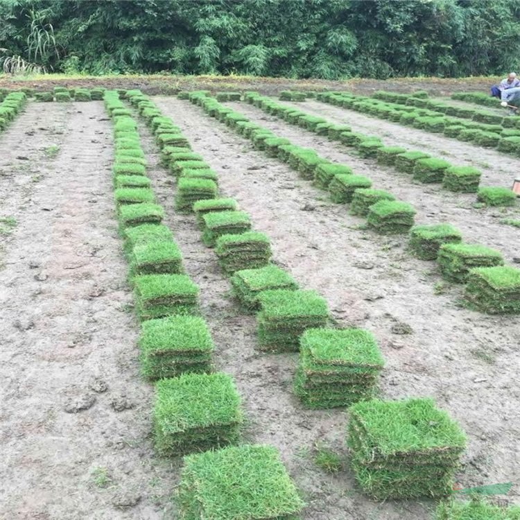 基地供應(yīng)庭院綠化草坪 帶土帶泥 馬尼拉草皮 屋頂裝飾護(hù)坡固土