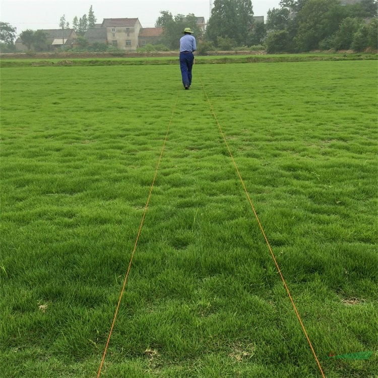 苗圃出售馬尼拉草坪草皮 樓頂陽臺(tái)固堤保土城市綠化 耐踐踏