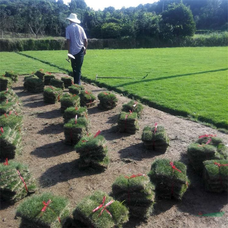 苗圃出售馬尼拉草坪草皮 樓頂陽臺(tái)固堤保土城市綠化 耐踐踏