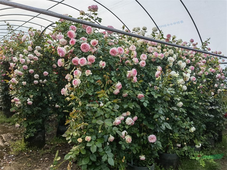 苗圃出售 心型 花瓶型月季造型 種類齊全 花園栽植觀賞苗