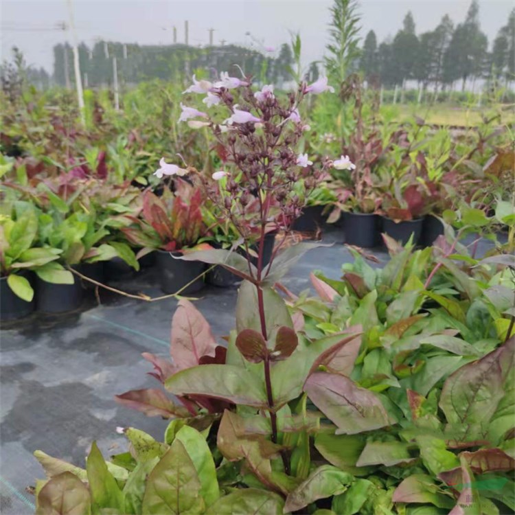 紫葉毛地黃吊鐘柳 園林地被 庭院觀花觀葉植物