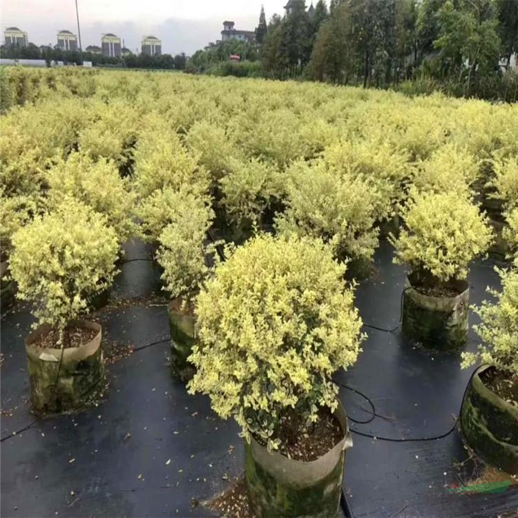 金姬小臘球花境植物 園林造景綠化工程苗 庭院別墅觀賞苗木