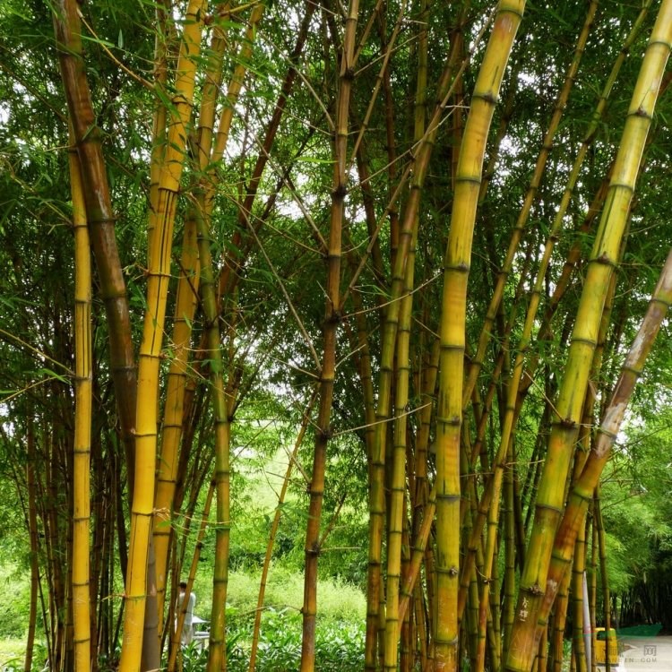 黃金間碧玉竹 竹類栽植觀賞苗木 可做盆栽觀賞 園林小區(qū)庭院綠化