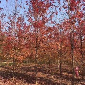 紅楓園林景觀 花壇花鏡景區(qū)園林綠化配植苗 道路行道風(fēng)景樹