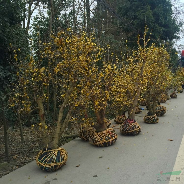 臘梅 素心盆景大龜 梅花基地 梅園梅溪造景觀花綠化配植