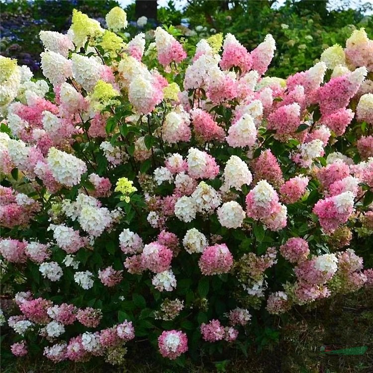 苗圃出售圓錐木繡球 庭院別墅觀賞苗 花壇花鏡花海綠化工程苗