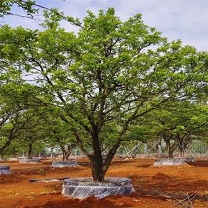 供應(yīng)香泡 綠化苗木品種全 園林景區(qū)行道造景工程苗木