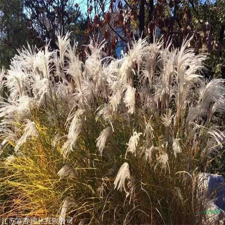 出售矢羽芒加侖盆苗 杯苗 沼澤地濕地公園綠化造景