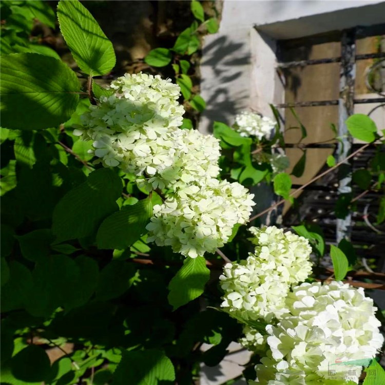 苗圃出售麻葉木繡球 花壇花鏡栽植觀賞苗 園林景觀花海造景