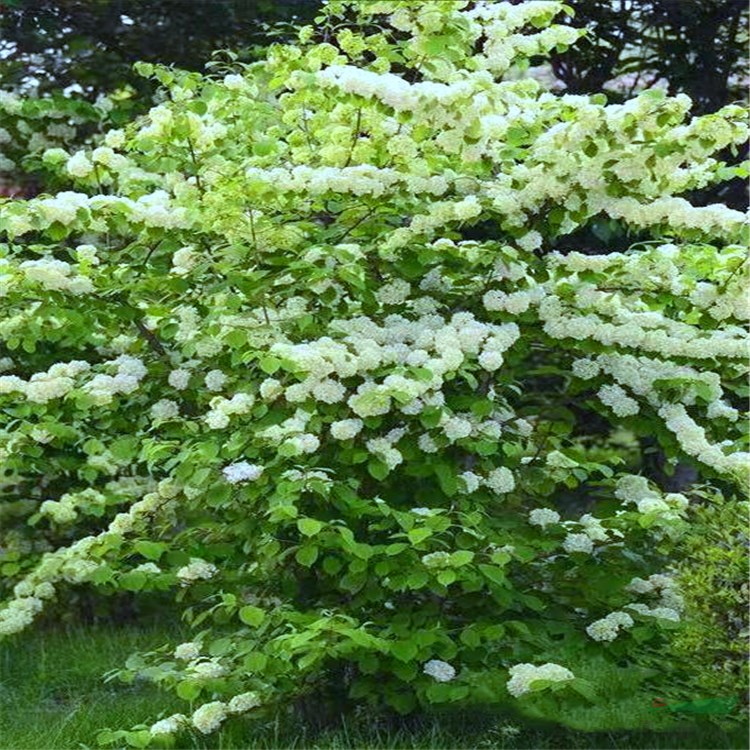 苗圃出售麻葉木繡球 花壇花鏡栽植觀賞苗 園林景觀花海造景