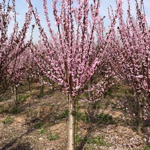 榆葉梅小苗 花壇花鏡造景配植苗 景區(qū)園林綠化工程改造苗