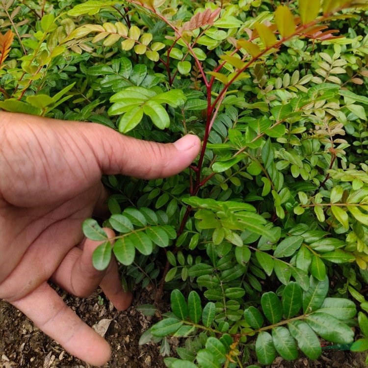 清香木綠化栽植觀賞 景觀工程種植苗木清香樹 紫油木對節(jié)皮