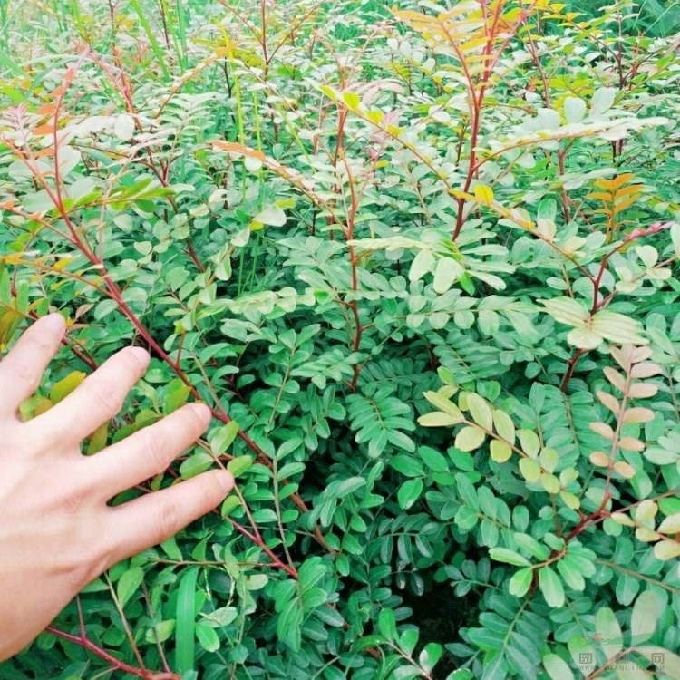 清香木綠化栽植觀賞 景觀工程種植苗木清香樹 紫油木對節(jié)皮