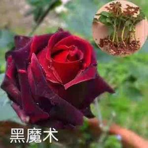 玫瑰花苗月季小苗鮮切花*大花薔薇種苗花混發(fā)云南基地直銷