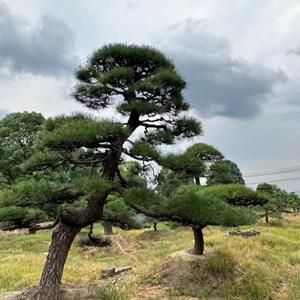 國(guó)產(chǎn)造型黑松