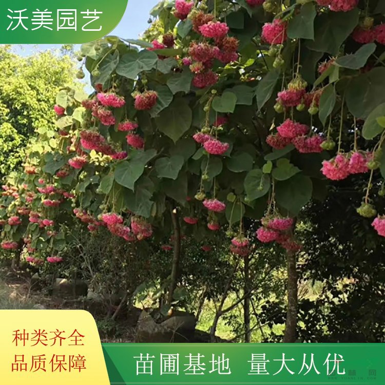 沃美園藝出售非洲木芙蓉 花鏡花壇造景工程苗木 園林綠化觀賞