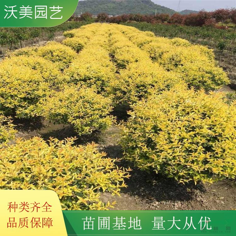 江蘇綠化苗木基地 苗圃出售 金禾女貞球 綠化工程綠籬色塊苗木 園林造型觀賞綠植 基地批發(fā)價格