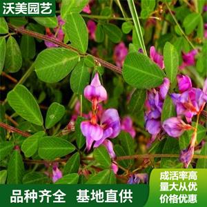 苗圃出售 胡枝子 耐干旱耐瘠薄耐熱荒山綠化水土保持和改良土壤