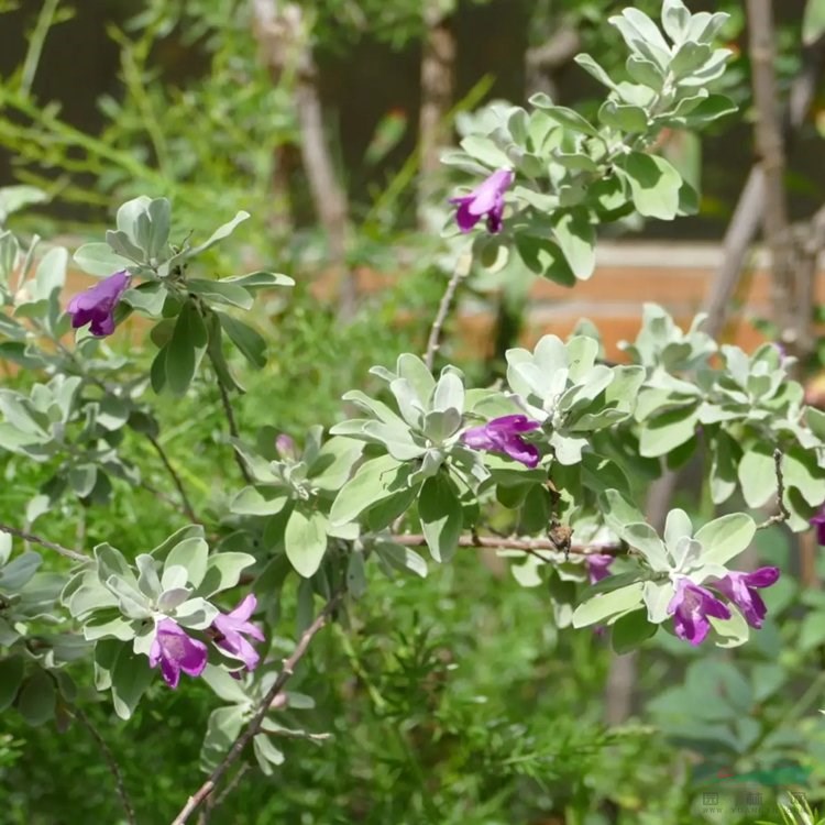 江蘇綠化苗木基地 基地供應(yīng) 紅花玉芙蓉苗 室內(nèi)裝飾點綴 水岸及園路邊綠化造景苗 基地批發(fā)價格