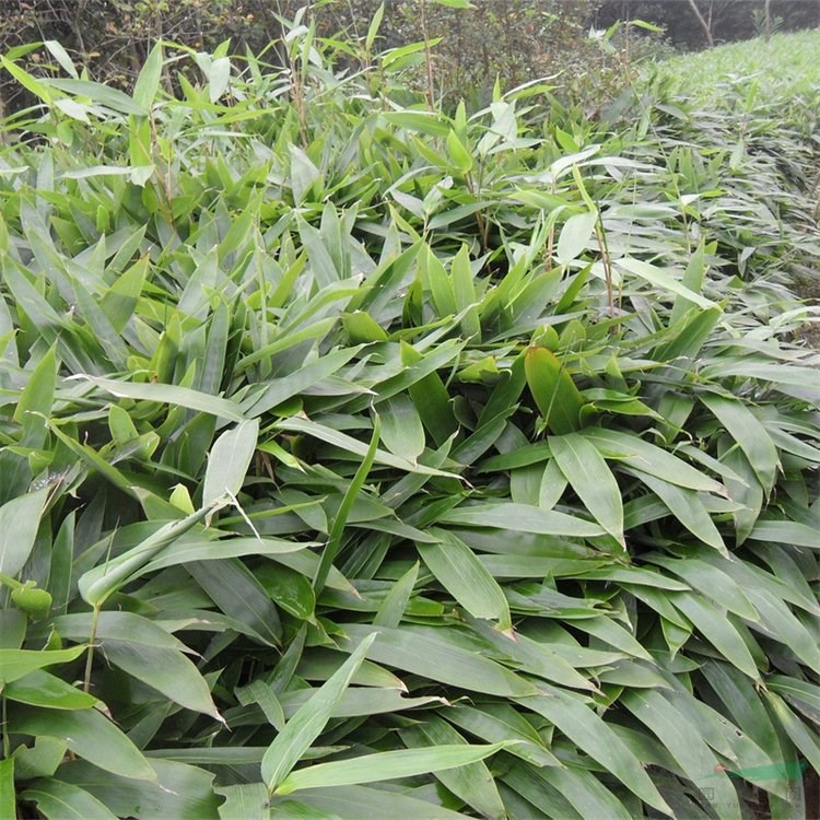 闊葉箬竹 枝葉茂密 庭院小區(qū)公園綠化觀賞種植園林景觀工程