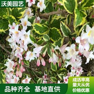 江蘇綠化苗木基地 苗圃供應(yīng)花葉錦帶 落葉灌木小苗 園林觀賞別墅小區(qū)綠化花卉 基地批發(fā)價(jià)格