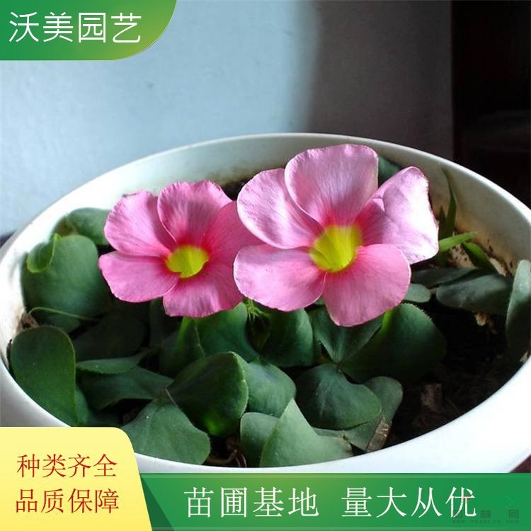 苗圃供應(yīng) 大花芙蓉酢漿草 花?；▔G化 園林庭院造景植物