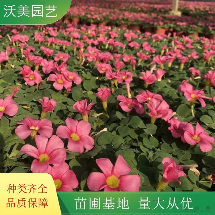 苗圃供應(yīng) 大花芙蓉酢漿草 花?；▔G化 園林庭院造景植物