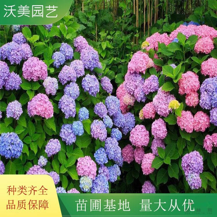 八仙花 繡球花苗 變色盆栽花卉庭院盆栽地栽 無盡夏繡球當(dāng)年開花