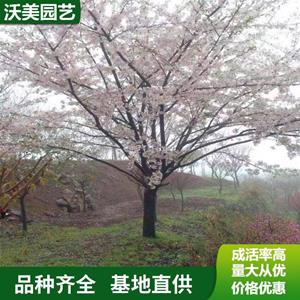 長期供應櫻花 日本早櫻 各種櫻花品種 庭院小區園林綠化