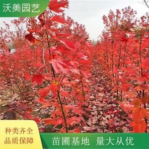 江蘇綠化苗木基地 沃美園藝出售 三季紅紅楓 冠幅好 景區(qū)道路造景栽植樹 基地批發(fā)價格