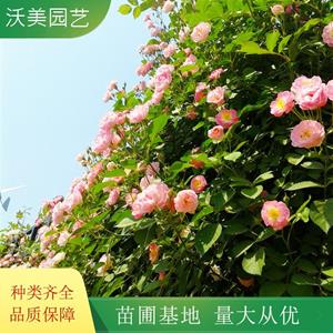 沃美園藝出售 薔薇花苗 景區園林墻體色塊裝飾綠化苗木