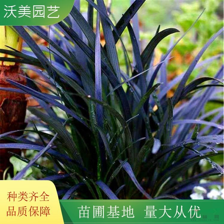 江蘇綠化苗木基地 花鏡植物 黑龍扁穗沿階草 園林綠化彩色綠籬 庭院觀賞植物苗 基地批發(fā)價格