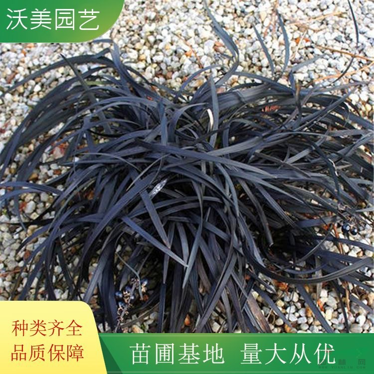 江蘇綠化苗木基地 花鏡植物 黑龍扁穗沿階草 園林綠化彩色綠籬 庭院觀賞植物苗 基地批發(fā)價格