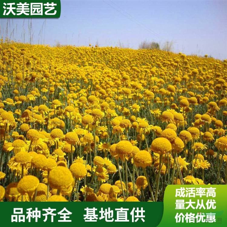 江蘇綠化苗木基地 供應草花種 日光菊 庭院園林景觀植物 綠化種植苗 基地批發(fā)價格