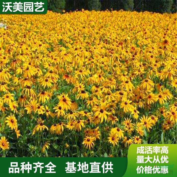 江蘇綠化苗木基地 供應草花種 日光菊 庭院園林景觀植物 綠化種植苗 基地批發(fā)價格