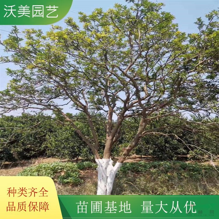 沃美園藝出售 香櫞苗木 園林景區(qū)造景栽植苗 花鏡綠化苗