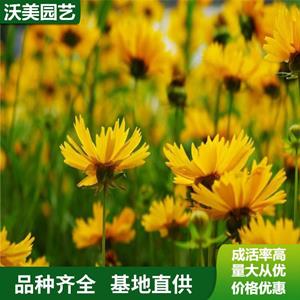 江蘇綠化苗木基地 基地 大花金雞菊 觀賞花卉 草花地被 品種 工程中 基地批發(fā)價格