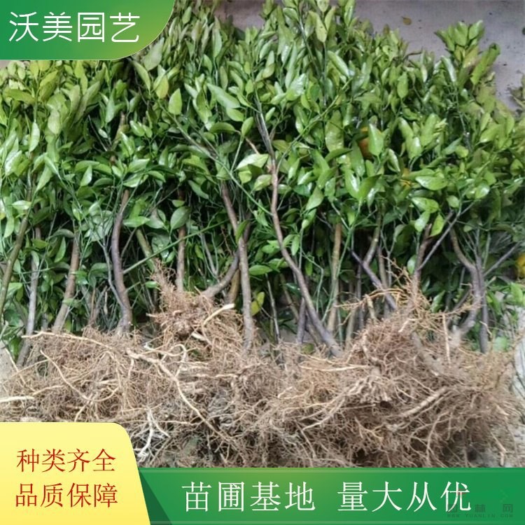 沃美園藝出售 桔子樹(shù) 園林景區(qū)觀果植物 規(guī)格齊全