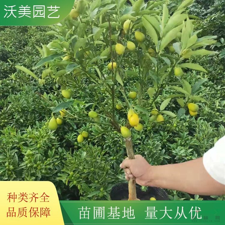 沃美園藝出售 桔子樹(shù) 園林景區(qū)觀果植物 規(guī)格齊全