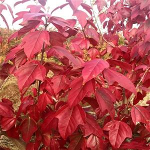 江蘇綠化苗木基地 苗圃出售 金陵紅楓 觀(guān)葉秋色葉樹(shù)木 園林庭院造景苗 基地批發(fā)價(jià)格