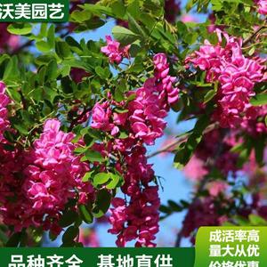 江蘇綠化苗木基地 苗圃出售 香花槐 花海工程打造 庭院園林造景植物 基地批發(fā)價格