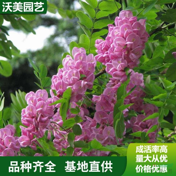 江蘇綠化苗木基地 苗圃出售 香花槐 花海工程打造 庭院園林造景植物 基地批發(fā)價(jià)格