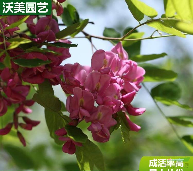 苗圃出售 香花槐 花海工程打造 庭院園林造景植物