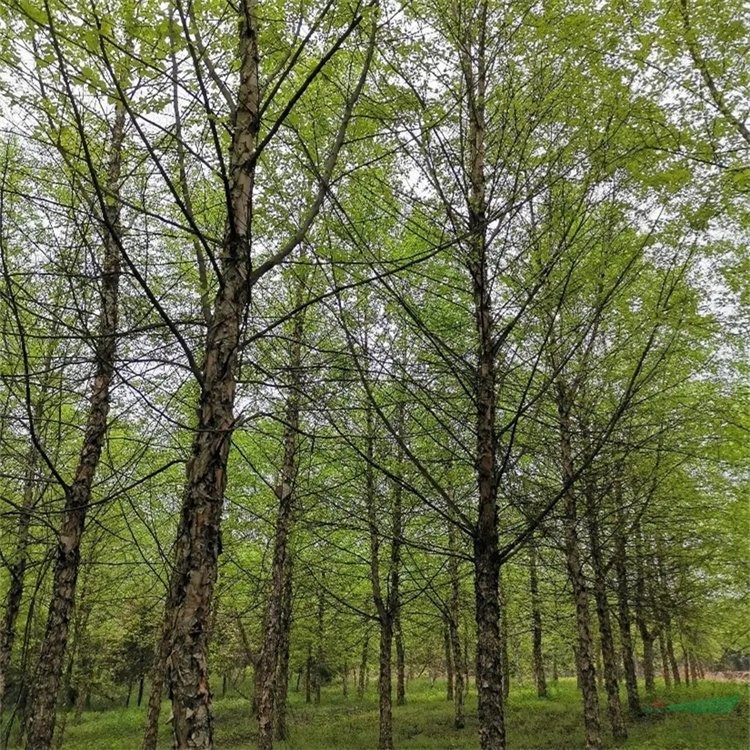 沃美園藝新品種出售 河樺熱杜拉 現(xiàn)實叢生 御冰霜 景區(qū)綠化苗