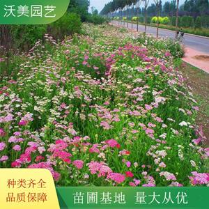 江蘇綠化苗木基地 苗圃出售 蓍草 花海工程打造 園林庭院造景植物 基地批發(fā)價(jià)格